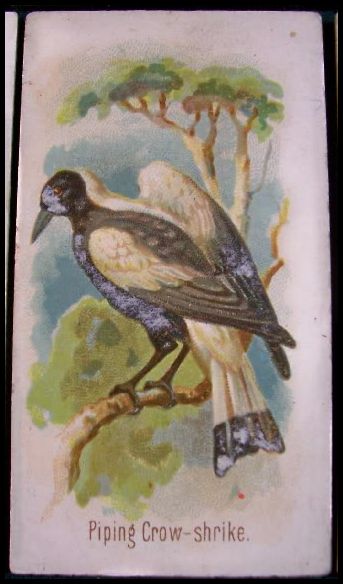 34 Piping Crow-Shrike